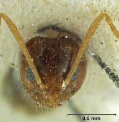 Nylanderia obscura bismarckensis