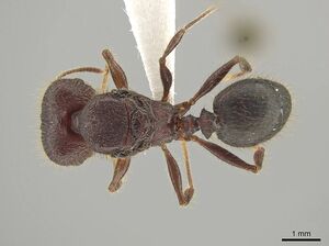 Pheidole eosimilis CASENT0619391 d.jpg