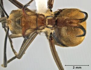 Polyrhachis bihamata top.jpg