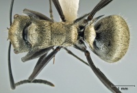 Polyrhachis cupreata top.jpg