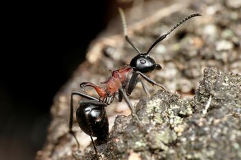 Polyrhachis lamellidens worker, Taku Shimada (7).jpg