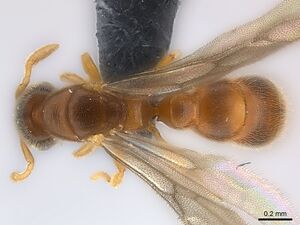 Prionopelta seychelles casent0160375 d 1 high.jpg