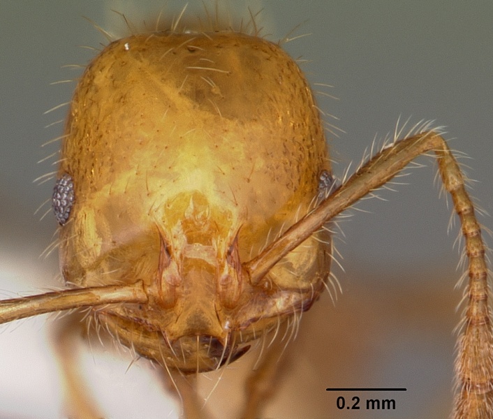 File:Solenopsis geminata casent0104934 head 1.jpg