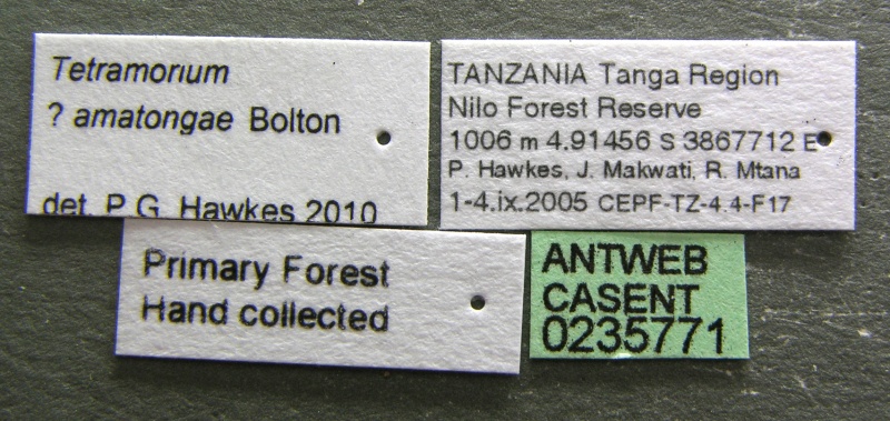 File:Tetramorium amatongae L casent0235771.jpg