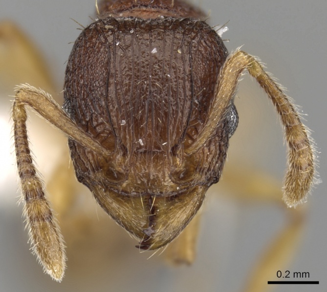 File:Tetramorium gegaimi casent0217210 h 1 high.jpg