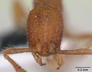 Tyrannomyrmex dux casent0178233 head 1.jpg