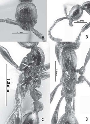 Aenictus sulawesiensis.jpg