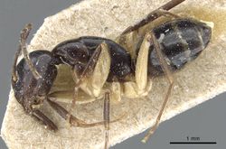 Camponotus bertolonii casent0905450 p 1 high.jpg