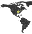 Camponotus chromaiodes Distribution.png