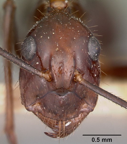 File:Camponotus imitator casent0104647 head 1.jpg