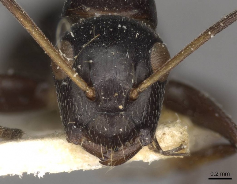 File:Camponotus reticulatus casent0910527 h 1 high.jpg