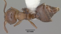 Crematogaster emeryana casent0102831 dorsal 1.jpg