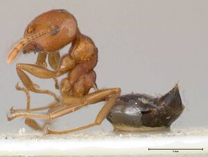 Crematogaster tricolor focol0428-1 p 1 high.jpg