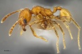 MCZ-ENT00516906 Pheidole sp10 hal.jpg