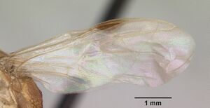 Odontomachus troglodytes casent0096412 profile 2.jpg