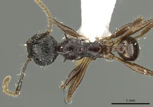 Pheidole acantha casent0901618 d 1 high.jpg