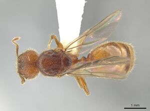 Pheidole cahui CASENT0613042 d.jpg