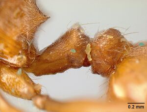 Pheidole castanea jtl259163 p 2 high.jpg