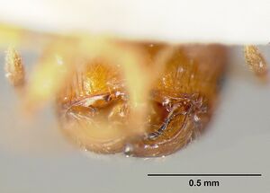 Pheidole exigua casent0601288 head 2.jpg