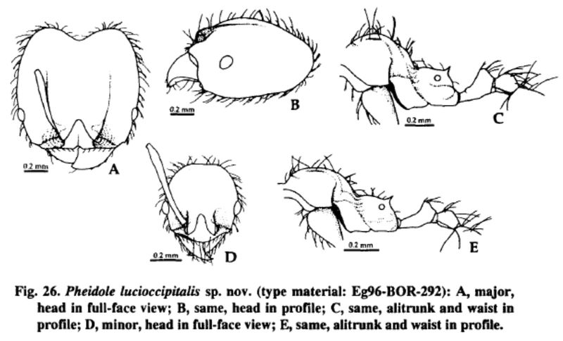 File:Pheidole lucioccipitalis.jpg