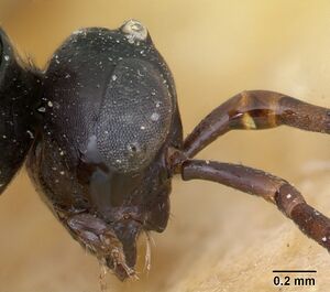 Polyergus nigerrimus casent0173339 head 2.jpg