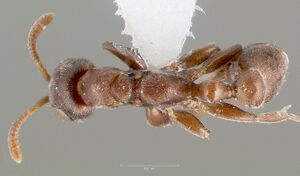 Pseudomyrmex caeciliae casent0005869 dorsal 1.jpg