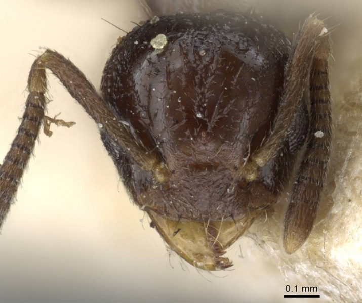 File:Technomyrmex strenuus casent0905789 h 1 high.jpg