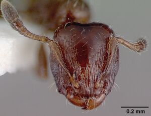 Xenomyrmex panamanus psw7668-22 head 1.jpg