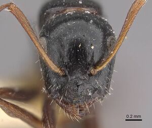 Camponotus interjectus casent0911142 h 1 high.jpg