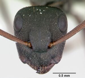 Camponotus planus casent0173221 head 1.jpg