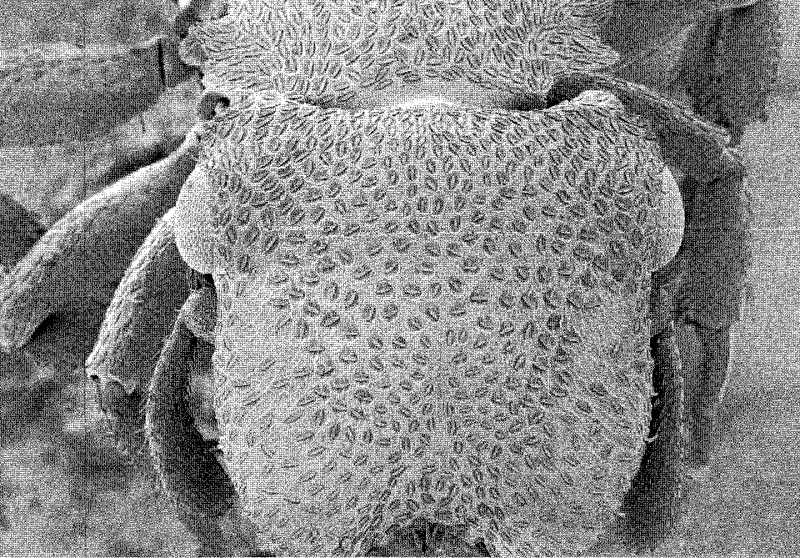 File:De Andrade 1999 Cephalotes OCR - Copy-721 Cephalotes-notatus hef.jpg