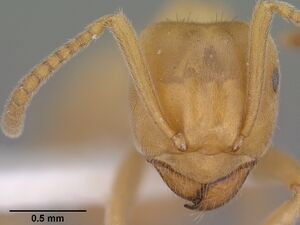 Lasius subumbratus casent0102807 head 1.jpg