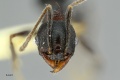 MCZ-ENT00512141 Pheidole cf njssae hef.jpg