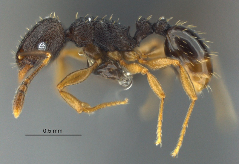 File:MCZ-ENT00512619 Tetramorium zambezium hal 6-3.jpg