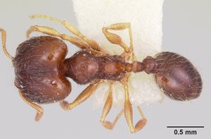 Pheidole davisi casent0104757 dorsal 1.jpg