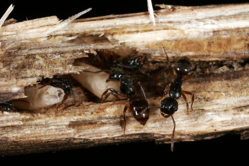 File:Shattuck C16469-1, ANIC32-030620, Camponotus, Cairns, Qld.jpg