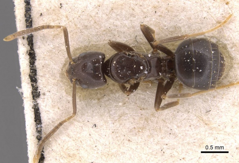 File:Bothriomyrmex corsicus casent0905122 d 1 high.jpg