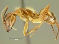 Camponotus-variegatus-dulcisL.jpg