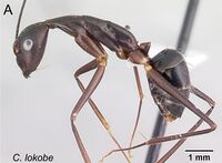 Camponotus lokobe 65a.jpg