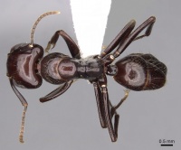 Camponotus quadriceps casent0280263 d 1 high.jpg