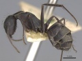 Camponotus rufoglaucus casent0906957 p 1 high.jpg