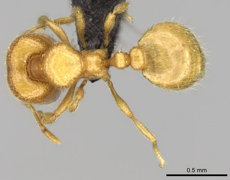 File:Carebara malagasy Holotype worker casent0044166 d.jpg