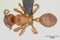 Centromyrmex sellaris casent0066705 dorsal 1.jpg