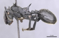 Cephalotes marginatus casent0912581 p 1 high.jpg