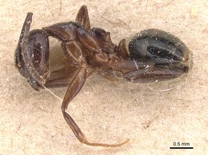 Dolichoderus diversus casent0905030 p 1 high.jpg