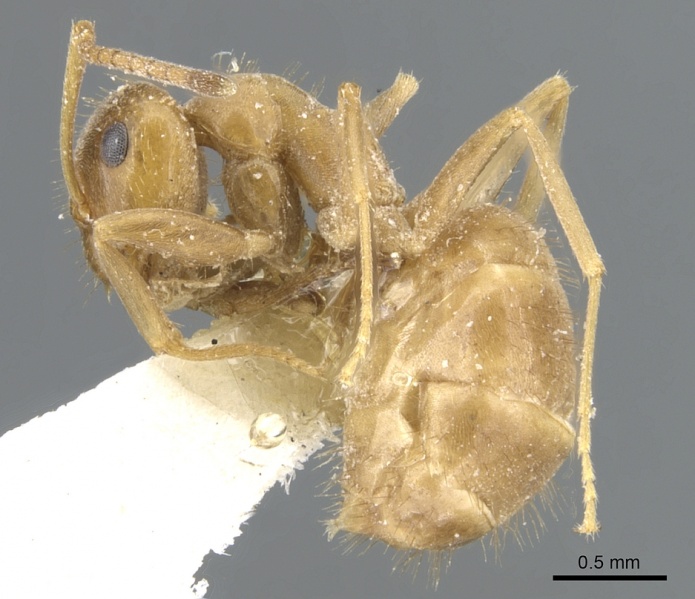 File:Lasius schulzi casent0903219 p 1 high.jpg