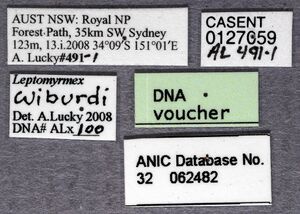 Leptomyrmex wiburdi ANIC32-062482 labels-Antwiki.jpg