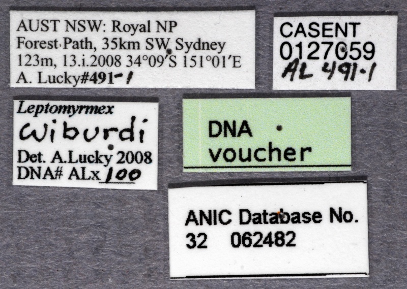 File:Leptomyrmex wiburdi ANIC32-062482 labels-Antwiki.jpg