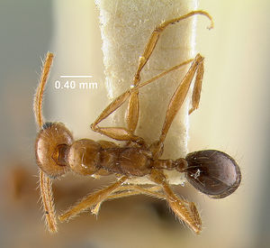 MCZ-ENT00020688 Pheidole jelskii-had.jpg