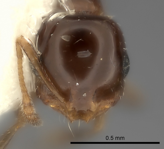 File:Monomorium stictonotum casent0217890 h 1 high.jpg